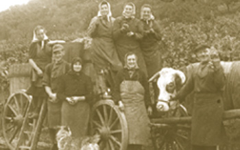 Weinlese 1939