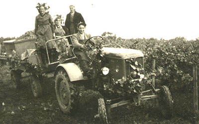 Weinlese 1953