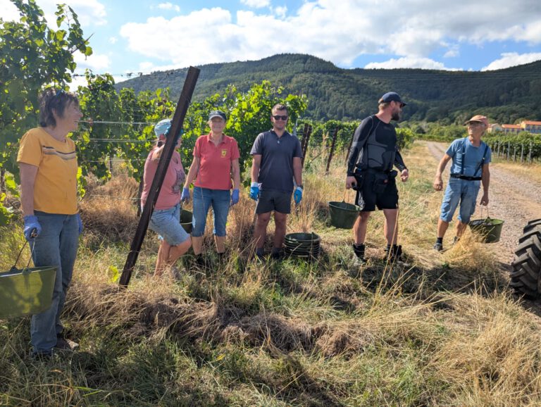 Grauer Burgunder,  Ernte mit der Familie