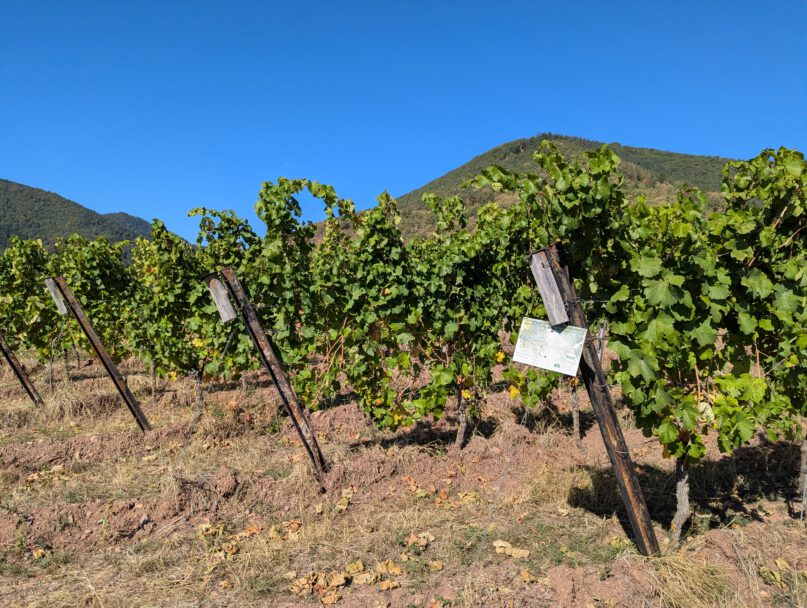 Biolandschild am Weinberg