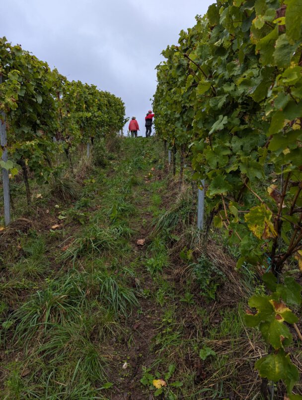 Riesling Trauben im Wagen