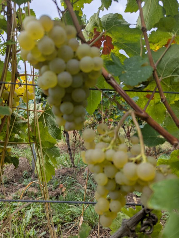 Riesling Trauben