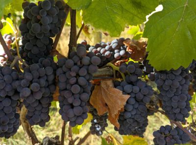 Rote Trauben