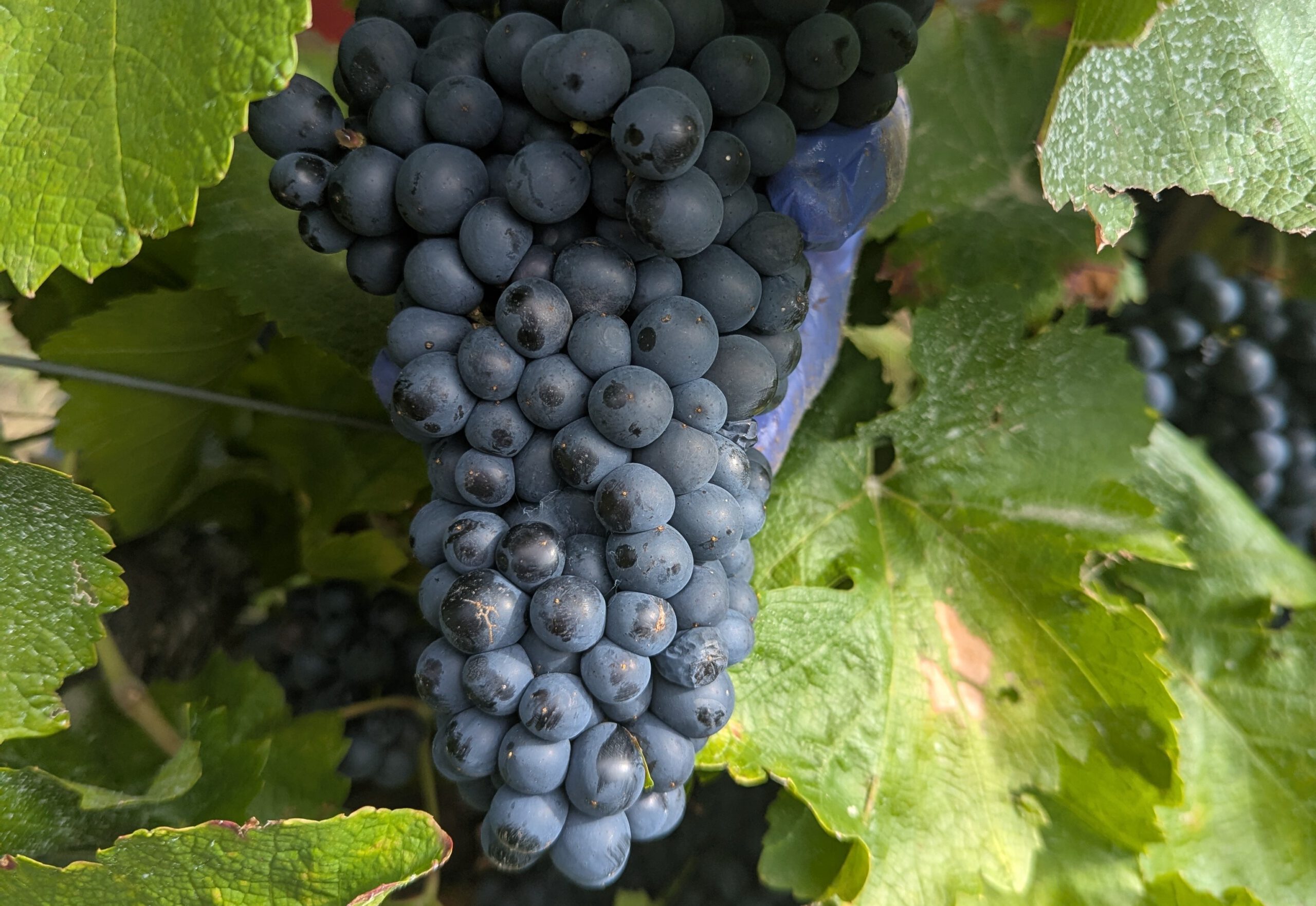 Rote Traube