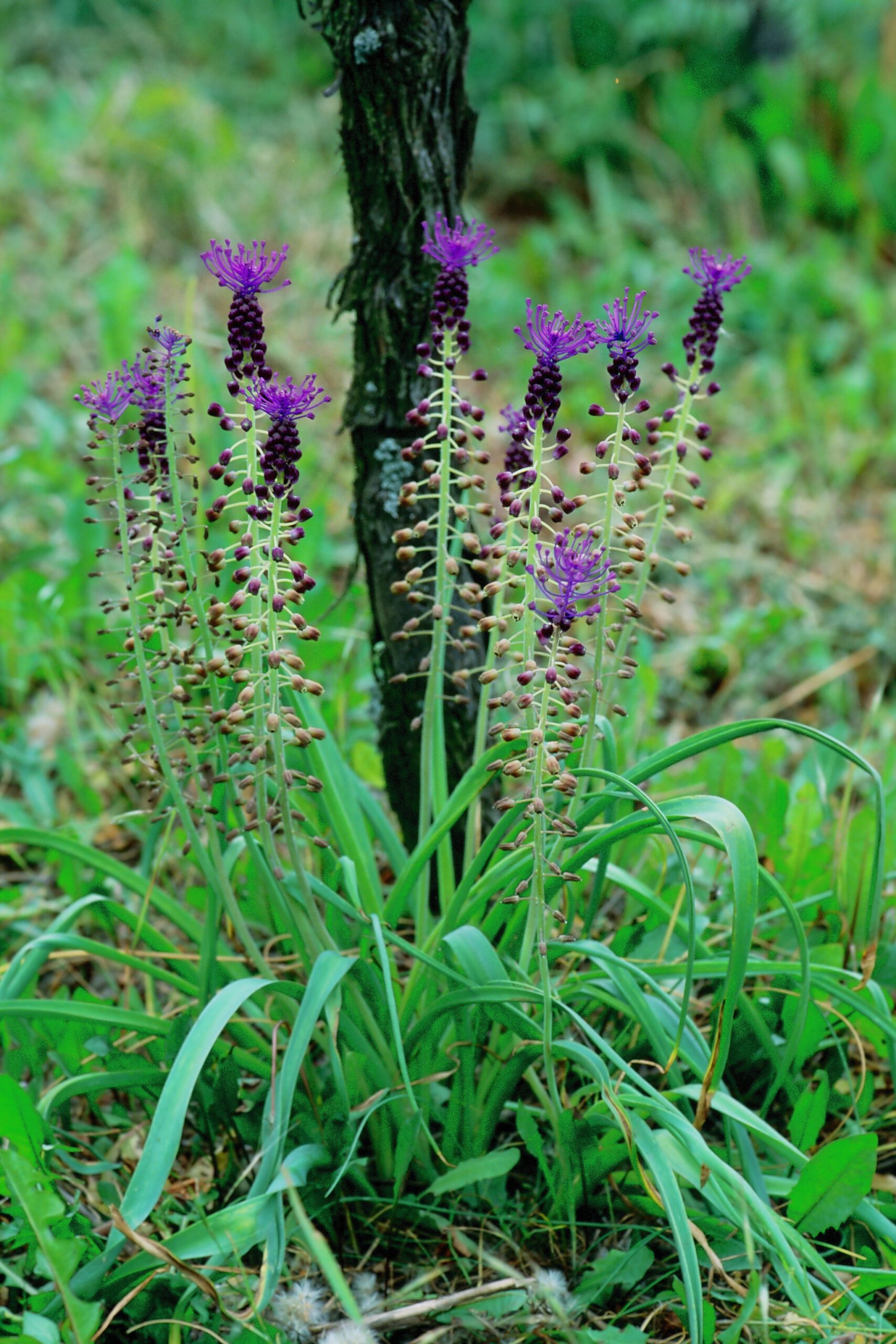 Traubenhyazinthe