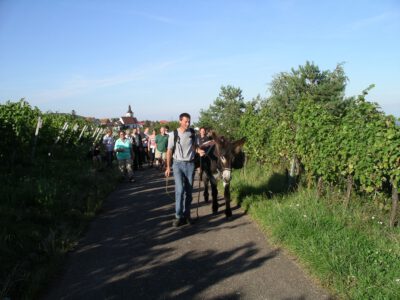 Weinbergsführung mit Eseln