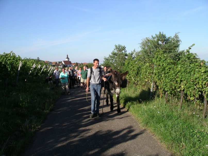 Weinbergsführung mit Eseln