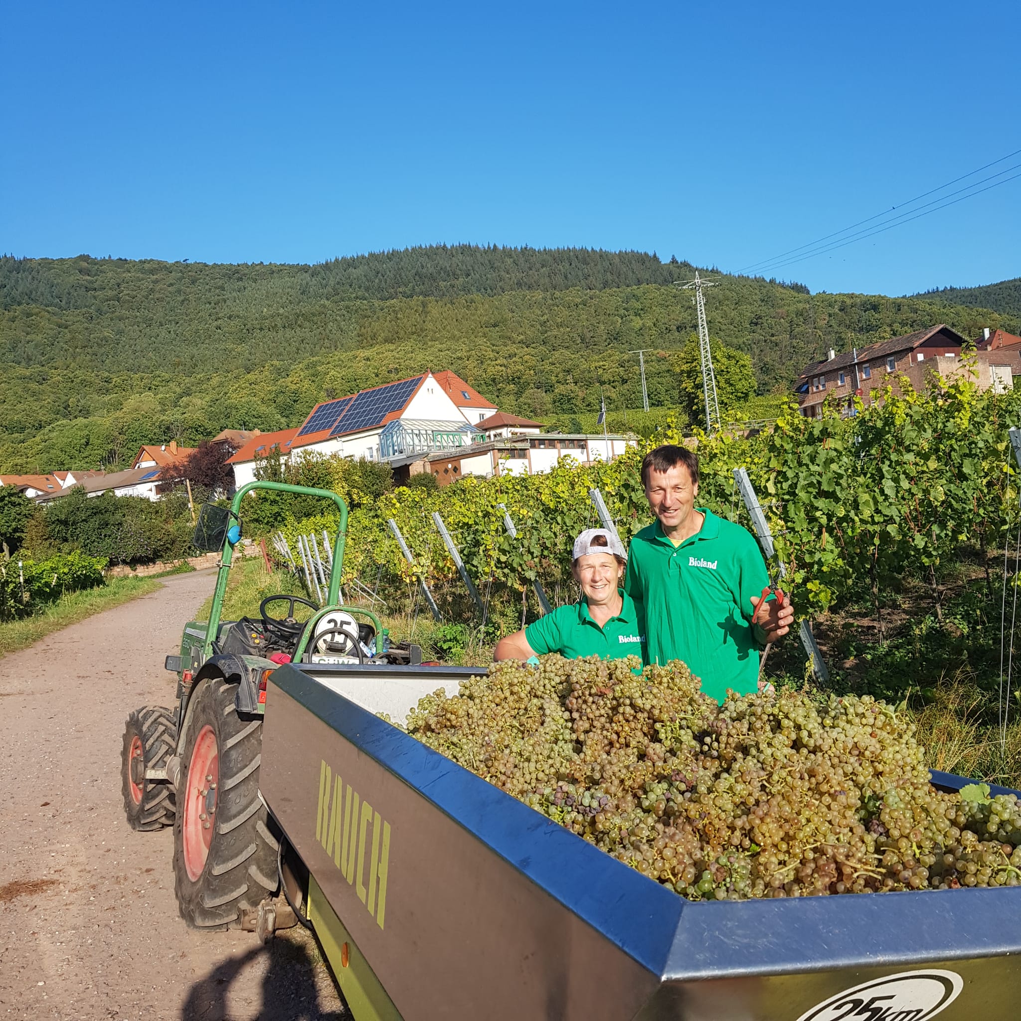 Weinjahr 2024